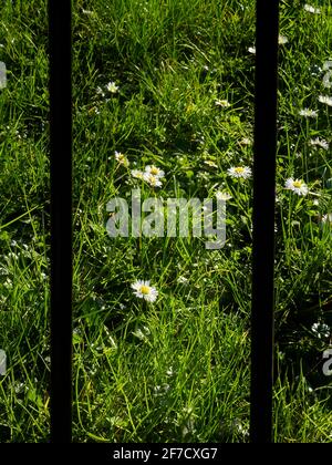 Le margherite illuminate al sole in mezzo all'erba non falciata di un prato, suggerendo la primavera. Le ringhiere tagliano attraverso il telaio, tuttavia, suggerendo che la molla è fuori portata. Foto Stock