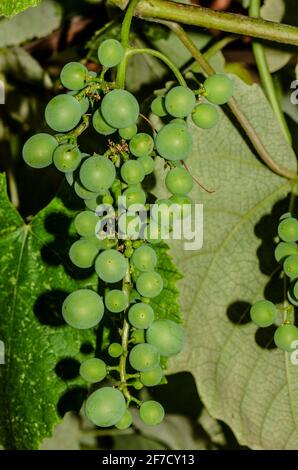 Grappoli di uve bianche in primo piano Foto Stock