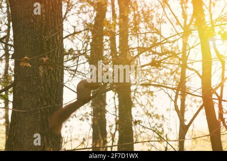 scoiattolo su un albero nella foresta d'autunno Foto Stock