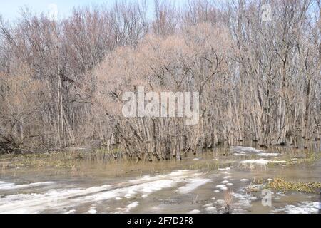 Parco ecologico Anse au Port durante un'alluvione Foto Stock