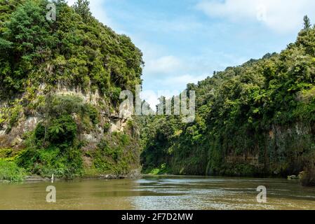 Tour sul fiume Whanganui incontaminato e attraverso la giungla circostante, Isola del Nord della Nuova Zelanda Foto Stock