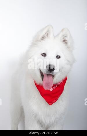 Ritratto di un cane di razza Samoyed su sfondo bianco studio con una sciarpa rossa sul collo Foto Stock