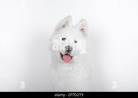 Ritratto di un giovane Samoyed che guarda la macchina fotografica sopra uno sfondo bianco Foto Stock