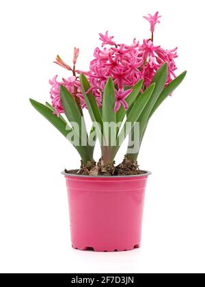 Giacinto di fiori primaverili, Hyacintus orientalis, in vaso rosa isolato su sfondo bianco Foto Stock