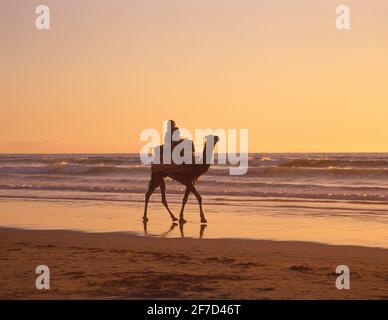 Autista di cammello sulla spiaggia di Agadir al tramonto, Agadir, regione di Souss-massa-Draâ, Marocco Foto Stock