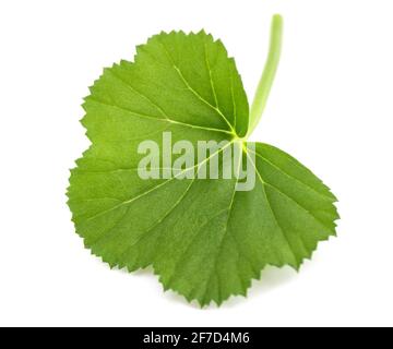 foglia di geranio fresco verde isolato su sfondo bianco Foto Stock