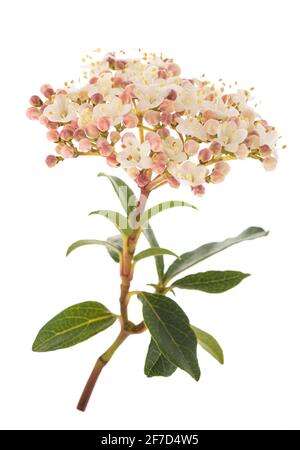 Fiori di Laurestine (Viburnum tinus) isolati su sfondo bianco Foto Stock