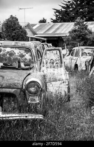 Auto d'epoca su un grande scrapyard alla fine del percorso Old Coach Road, Isola del Nord della Nuova Zelanda Foto Stock