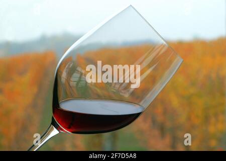 Primo piano di un vino rosso con vigneti autunnali colorati sullo sfondo. Foto Stock