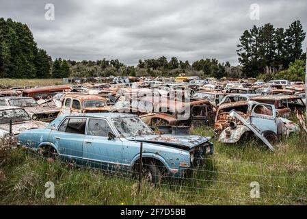 Auto d'epoca su un grande scrapyard alla fine del percorso Old Coach Road, Isola del Nord della Nuova Zelanda Foto Stock