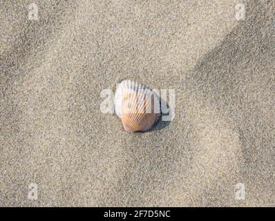 Piccola conchiglia sulla spiaggia nella sabbia Foto Stock
