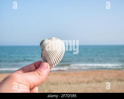 Mano che tiene uno scarafaggio conchiglia con il mare e la spiaggia sullo sfondo. Paesaggio estivo della spiaggia. Concetto di vacanza estiva. Foto Stock