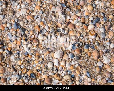 Vari frammenti di conchiglie rotte sulla spiaggia di sabbia. Trama di fondo con piccoli frammenti di conchiglie Foto Stock