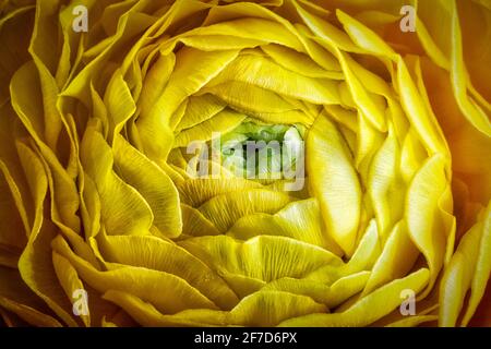 FLORA: Buttercup persiano (lat. Ranunculus asiaticus) Foto Stock