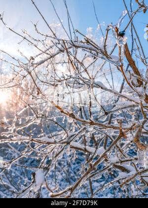 Primo piano della boccola coperta di neve. Tema invernale. Ramoscelli coperti di ghiaccio durante l'inverno duro in Germania Foto Stock
