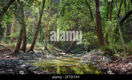 Torrente forestale nella foresta di Paphos, Cipro. Fiume Xeros che scorre attraverso i boschi in giornata di sole durante l'estate Foto Stock