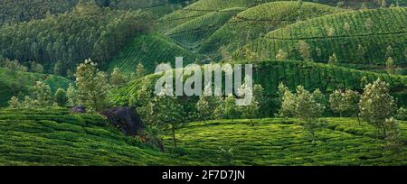 Piantagioni di tè Munnar con nebbia al mattino presto all'alba. Kerala, India Foto Stock