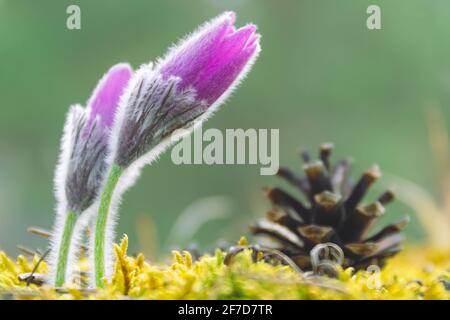 Close-up foto di rosa "Pasque flower (chiamato anche Pulsatilla) nella luce del sole di mattina. Foto Stock