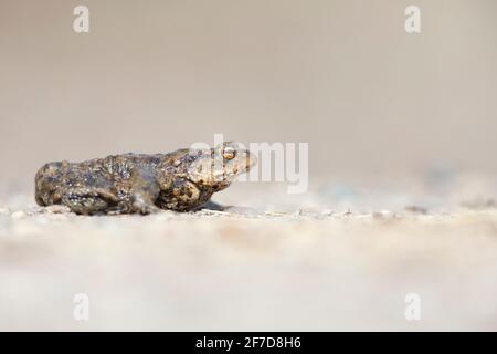 Un rospo comune (Bufo bufo) durante la migrazione che attraversa la strada Foto Stock