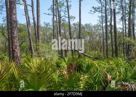 Pinete e palme lungo Pine Beach Trail in Bon Secour National Wildlife Refuge a Gulf Shores, Alabama, Stati Uniti Foto Stock