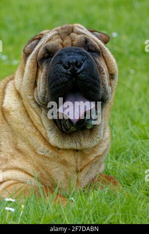 Shar Pei cane da combattimento cinese che mostra le rughe Foto Stock