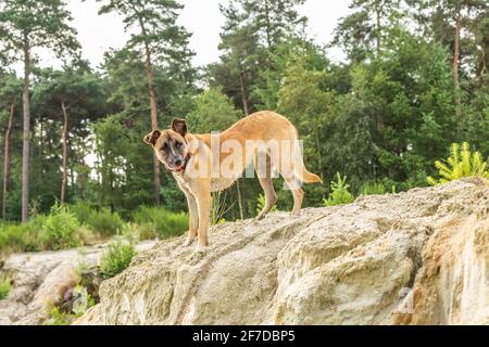 Ritratto di un giovane malinois marrone sulla scogliera che guarda verso il basso con occhi e orecchie focalizzati contro un cielo con nuvole velo Foto Stock
