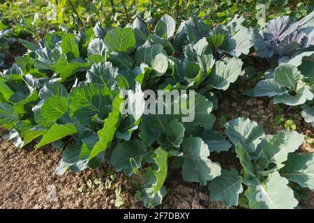 Fresche giovani teste di cavolo verde (Brassica oleracea) con un sacco di foglie che crescono in casa giardino trama. Agricoltura biologica, cibo sano, BIO viand Foto Stock