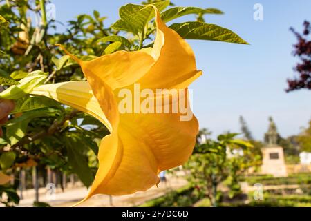 Particolare della tromba gialla dell'angelo in fiore, Brugmansia suaveolens. Noto anche come Datura suaveolens, trombettista o floripondio, è un arbusto di proprietà Foto Stock