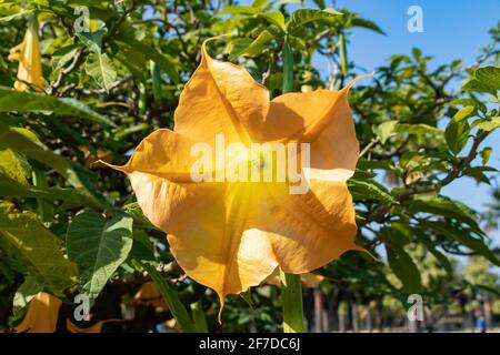 Particolare della tromba gialla dell'angelo in fiore, Brugmansia suaveolens. Noto anche come Datura suaveolens, trombettista o floripondio, è un arbusto di proprietà Foto Stock