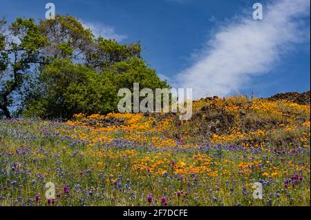 North Table Mountain Super Bloom, Oroville, California Foto Stock