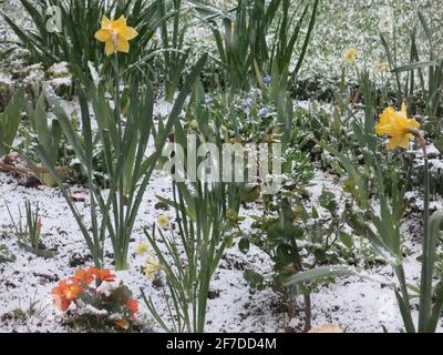 Fiori primaverili in un giardino inglese coperto da un bel strato di neve e grandine dopo il tempo inclemente all'inizio di aprile 2021. Foto Stock