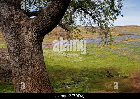 North Table Mountain Super Bloom, Oroville, California Foto Stock