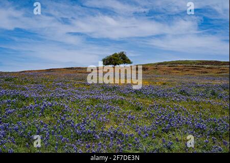 North Table Mountain Super Bloom, Oroville, California Foto Stock