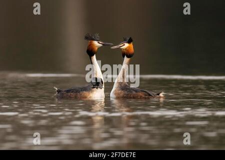 Grande coppia di grebes crestati (Podiceps cristatus) che esegue parte del rituale di corteggiamento conosciuto come la danza delle erbacce. Foto Stock