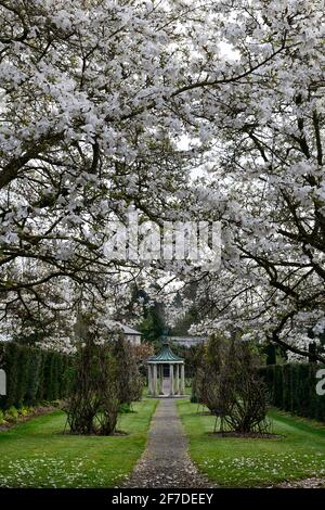 magnolia kobus,fiore,fiori,fioritura,Magnolia,fiori bianchi,profumo,albero,alberi,primavera nel giardino,gazebo,ventre,tenuta a moschettoni,murato Foto Stock