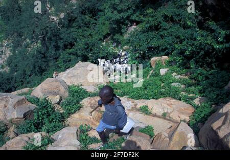 Pastore con un bovino di capra che salirà l'scarpata di Bandiagara, Tireli, nel Cerclo di Bandiagara, Dogon Country, Mali Foto Stock