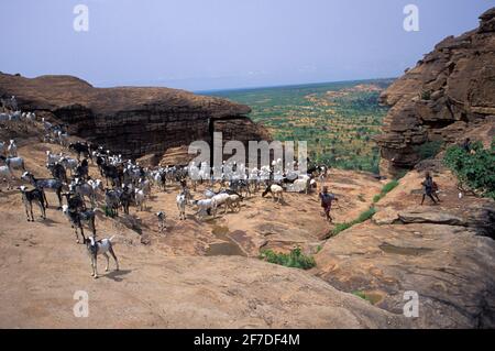 Pastore con un bovino di capra che salirà l'scarpata di Bandiagara, Tireli, nel Cerclo di Bandiagara, Dogon Country, Mali Foto Stock