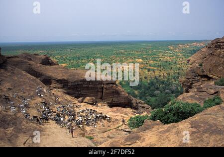 Pastore con un bovino di capra che salirà l'scarpata di Bandiagara, Tireli, nel Cerclo di Bandiagara, Dogon Country, Mali Foto Stock