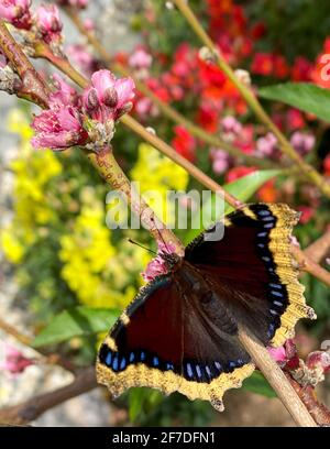 Il cloak di lutto Butterfly, Nymphalis antiopa, come noto è Nord America e in Nord America e come la bellezza di Camberwell in Gran Bretagna, è una grande farfalla nativa di Eurasia e Nord America. Queste farfalle hanno una durata di 11 - 12 mesi, una delle più lunghe per ogni farfalla. Nella foto sono recentemente emersi adulti e crisalesi. Foto di Jennifer Graylock-Graylock.com Foto Stock