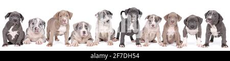Un panorama di un gruppo di cuccioli purebred americani Bully o Bulldog, fratelli con pelliccia blu e bianca isolati su uno sfondo bianco Foto Stock