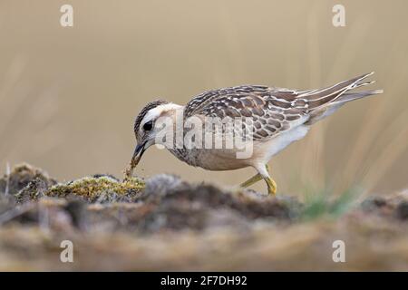 Un dotterel eurasiatico (Charadrius morinellus) che forava attraverso l'erica dei Paesi Bassi. Foto Stock