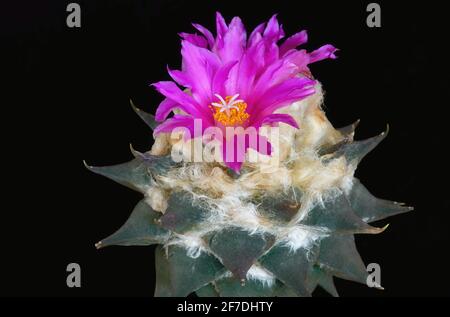 cactus ariocarpus confusus con 'lana' e fiore magenta grande su sfondo nero Foto Stock