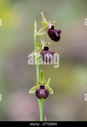 Ophrys incubacea, Ophrys sphegodes subsp. Atrata, orchidea mediterranea selvaggia, Andalusia, Spagna. Foto Stock
