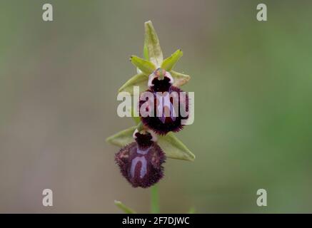 Ophrys incubacea, Ophrys sphegodes subsp. Atrata, orchidea mediterranea selvaggia, Andalusia, Spagna. Foto Stock