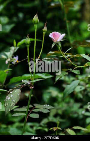 Rosa Rosa fiore con gocce di pioggia su sfondo foglie di rosa. Fiori di rose che crescono all'aperto. Spazio di copia. Foto Stock