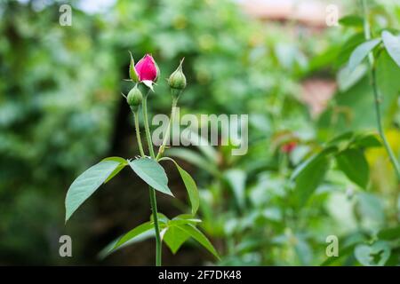 Foglie di rosa rossa con gocce di pioggia su foglie di rosa di fondo. Fiori di rose che crescono all'aperto. Spazio di copia. Foto Stock