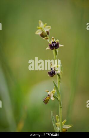 Ophrys incubacea, Ophrys sphegodes subsp. Atrata, orchidea mediterranea selvaggia, Andalusia, Spagna. Foto Stock