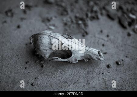 Il cranio del vecchio cane che piove si trova sul cemento Foto Stock