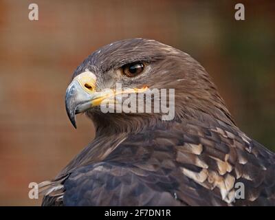 Profilo ritratto di aquila nipalensis, in un centro di falconeria nello Yorkshire, Inghilterra, Regno Unito Foto Stock