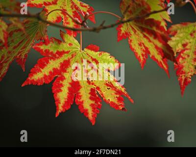 luce solare soffusa su forte motivo rosso e verde autunno irregolare Su foglie di acero giapponese (Acer japonicum) In glade di bosco -Yorkshire, Inghilterra, Regno Unito Foto Stock